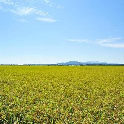 ふるさと納税 大潟村 もち米 きぬのはだ 1kg×3