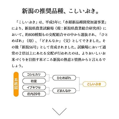 新米 新潟産こしいぶき 10kg 令和３年産