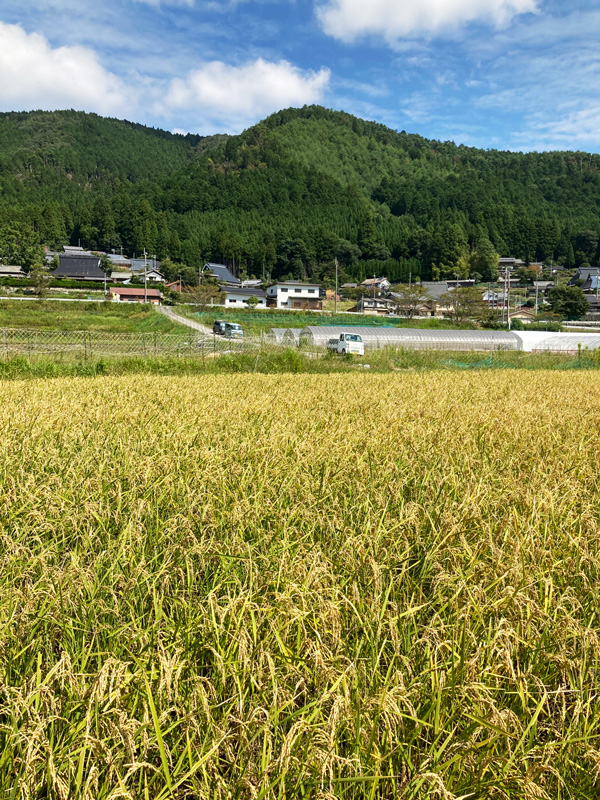 京の無肥料・自然栽培米　コシヒカリ玄米5kg［京都府：農園negu］