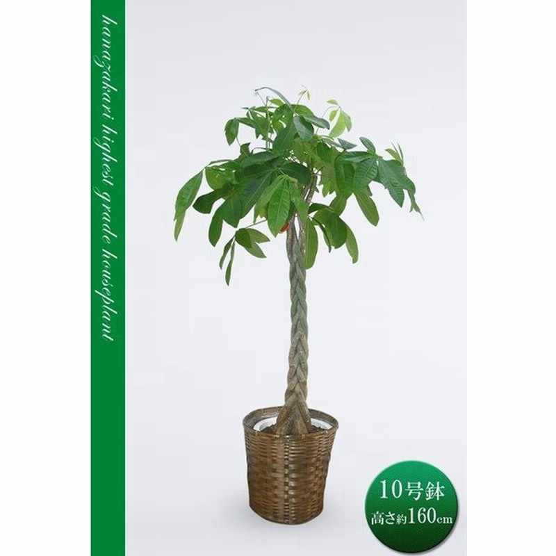 観葉植物 大型 パキラ アクアティカ 発財樹 10号鉢 カゴ 鉢カバー付き 約160cm 開店祝い 開業祝い 新築祝い 各種お祝い ギフトに 即s12 通販 Lineポイント最大0 5 Get Lineショッピング