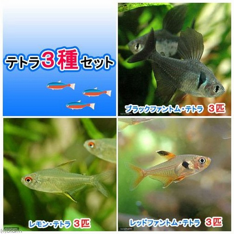 熱帯魚 テトラ３種セット ブラックファントム テトラ レッドファントム テトラ ブリード レモン テトラ 各３匹 北海道 九州 沖縄航空便要保温 通販 Lineポイント最大0 5 Get Lineショッピング