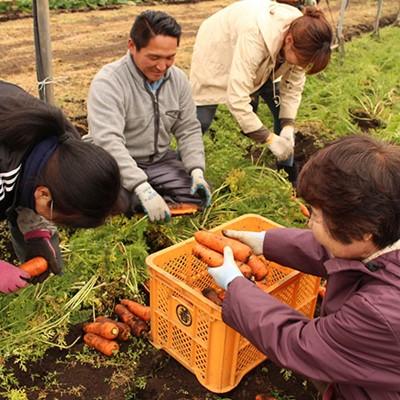 ふるさと納税 合志市 熊本県合志市の旬のお野菜セット10〜12品目