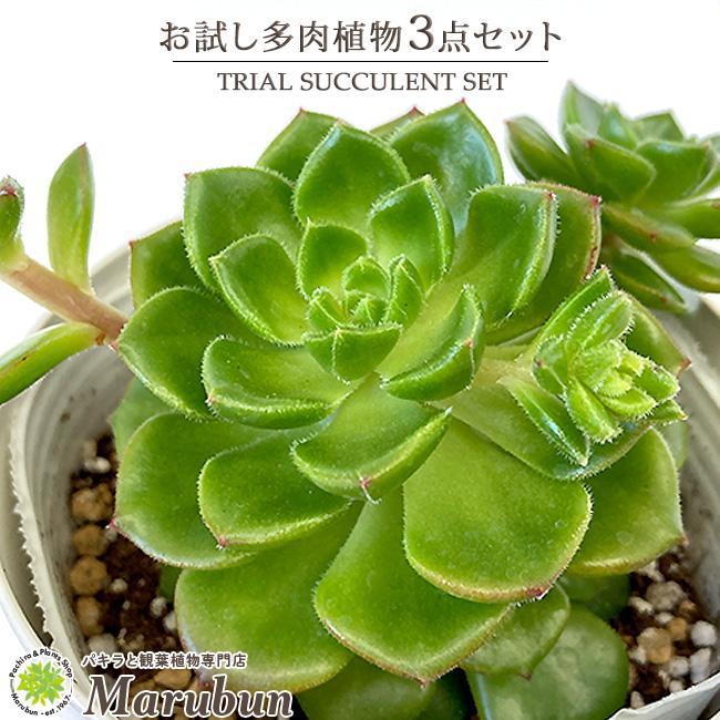 多肉植物 お試し3点セット（サボテン1点＋他多肉植物2点）プラ鉢・受け皿・説明書付き 3号 おしゃれ インテリア おまかせ プレゼント 女性 男性  通販 LINEポイント最大0.5%GET LINEショッピング