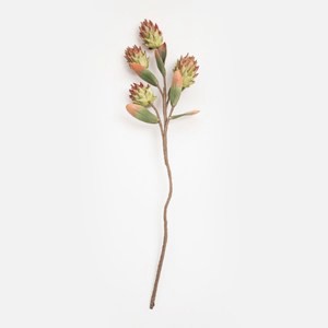 Flora芙蘿拉花插火龍果96cm 紅綠