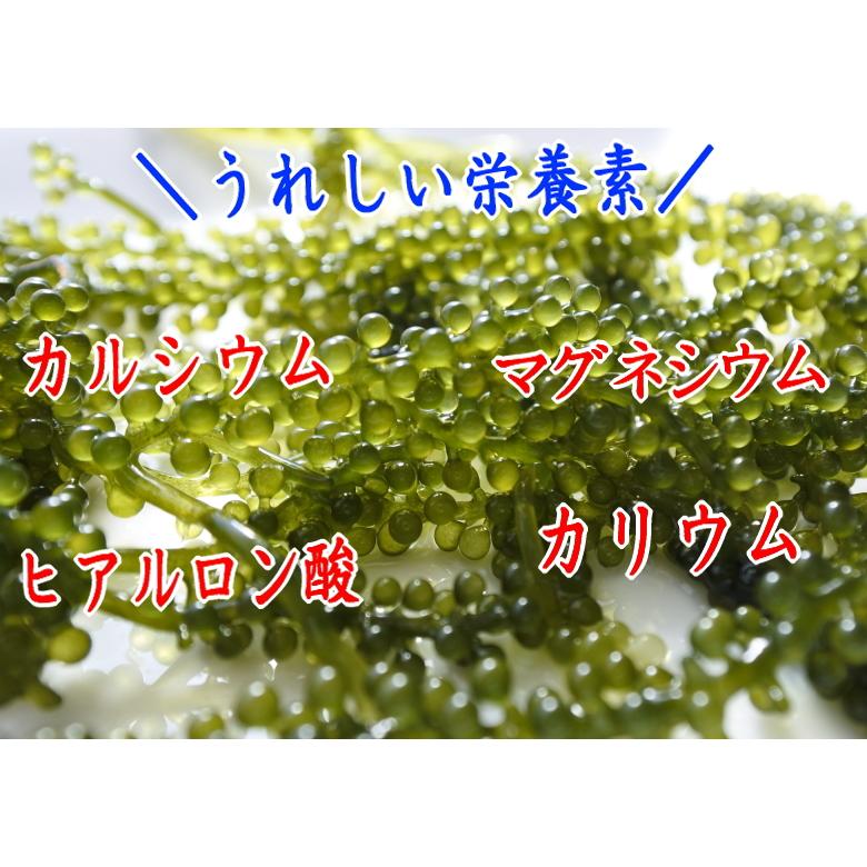 沖縄県産 感謝の海ぶどう 50g×1袋 タレ付 シール付 化粧箱なし ネコポス