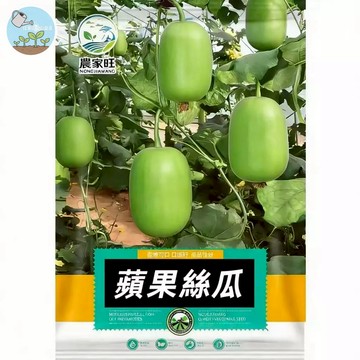 【原廠包裝】蘋果絲瓜種子（Apple Sponge Gourd） 短筒圓胖超可愛 肉厚籽少清甜不黑 陽台盆栽好種植