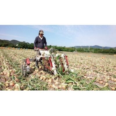 ふるさと納税 南あわじ市 フルーツ玉ねぎ5kg　淡路島フルーツ玉ねぎ5kg