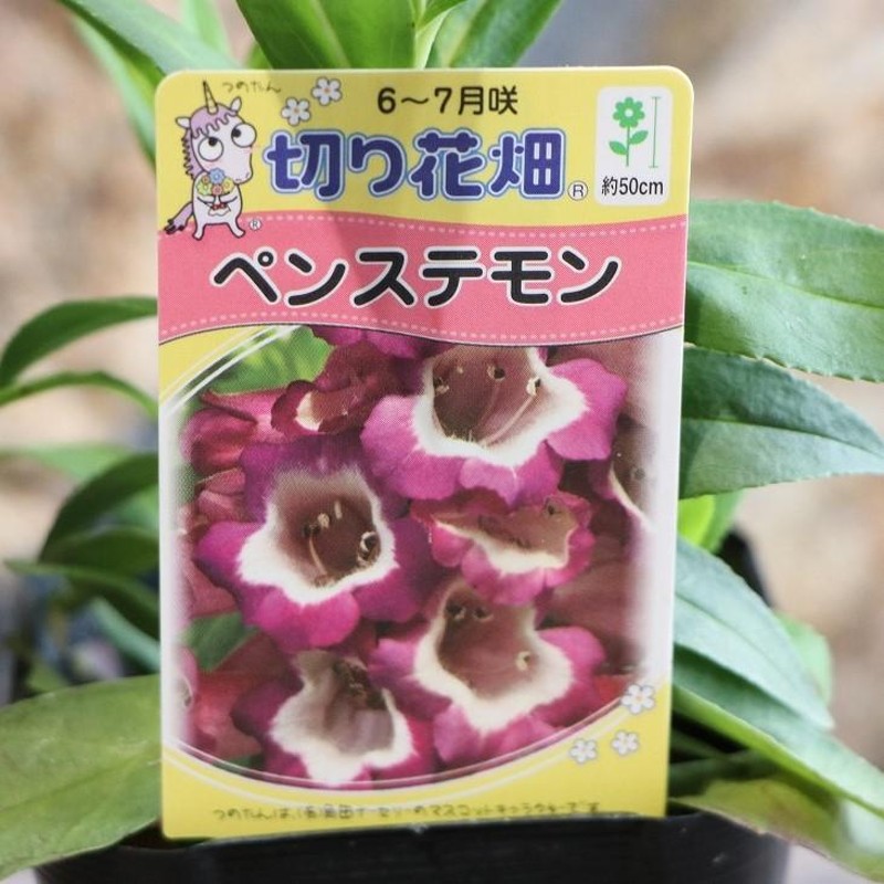 ペンステモン パープル＆ホワイト 3号ポット苗 切り花畑 寄せ植え 花壇 鉢植え お洒落 おしゃれ 可愛い かわいい 夏の花 花 苗 切り花 |  LINEブランドカタログ