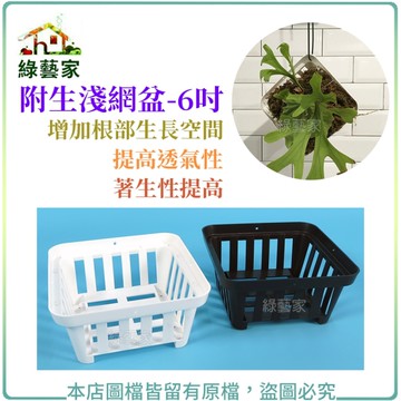 【綠藝家】附生淺網盆-6吋 (黑色/白色兩色可選)