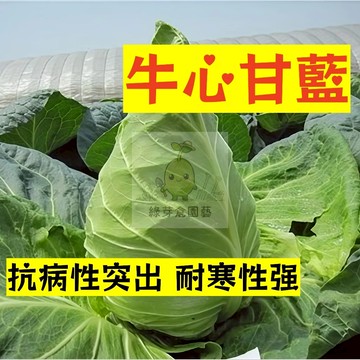 🌱早熟高產 牛心甘藍種子GL-4  抗病性突出 口感脆嫩 纤维少 高麗菜‌‌種子 包菜 抗病抗旱易種植 高產爬藤蔬菜種子