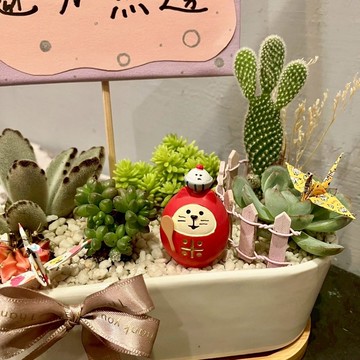 米達摩 貓 慶祝豐收 台中多肉組盆 多肉植物 植栽送禮 日本decole