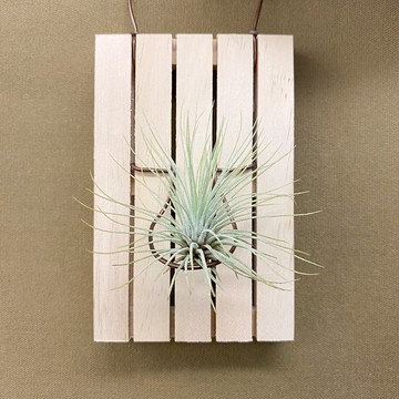 迷你木棧板與空氣鳳梨 - 紅寶石、小精靈、女王頭