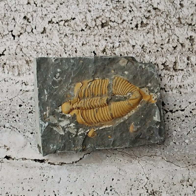 ロックハート城 セレクション 化石 三葉虫 通販 Lineポイント最大0 5 Get Lineショッピング