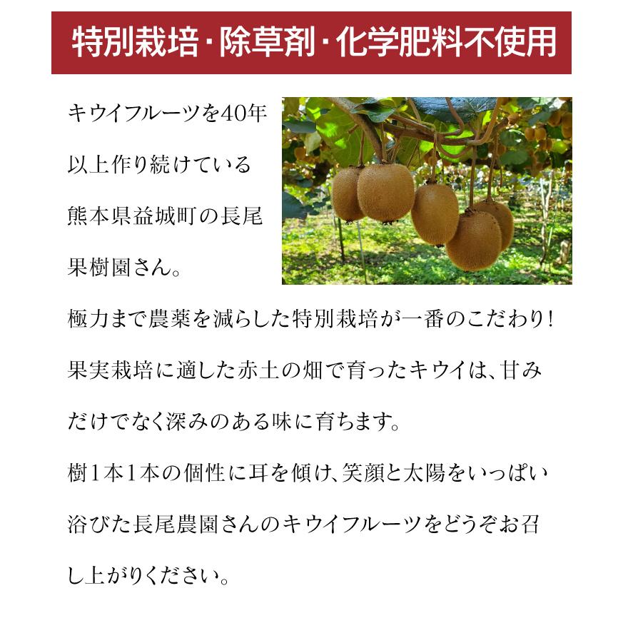 国産 キウイ ヘイワード 送料無料 1kg  グリーンキウイ 熊本産 ＜11月中旬より出荷＞ 農家直送フルーツ 果物 大嶌屋（おおしまや）