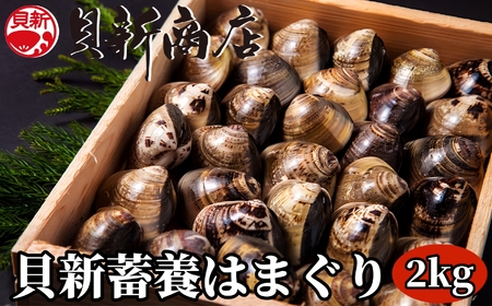 貝新畜養 活かしはまぐり （極上サイズ）2kg 木箱入り