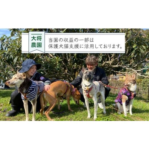 ふるさと納税 長崎県 大将さんおまかせ！旬のフルーツ定期便(温州みかん・びわ)  長崎県／大将農園 [42AOAA008]