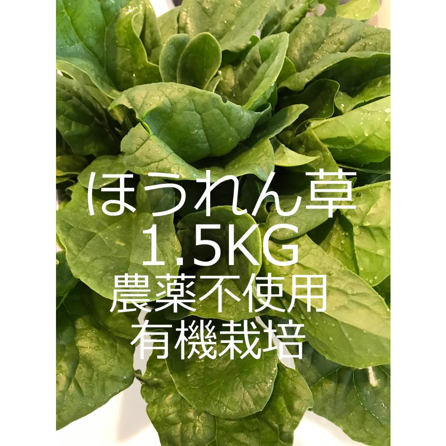 有機　ほうれん草　1.5KG