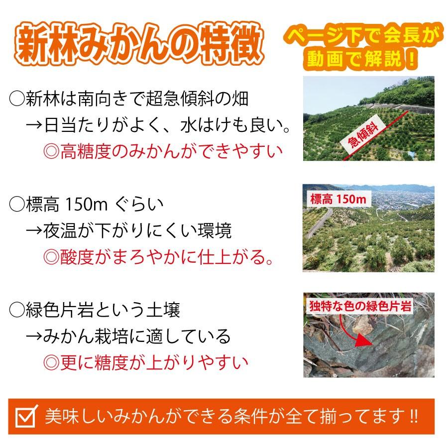 みかん お歳暮 有田みかん 和歌山 温州 家庭用 産地直送 早和みかん 送料無料 新林みかんL M Sサイズ混合 5kg 早和果樹園