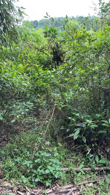 苗栗縣獅潭鄉便宜農地送三筆丙建｜苗栗縣獅潭鄉獅潭段三洽坑小段