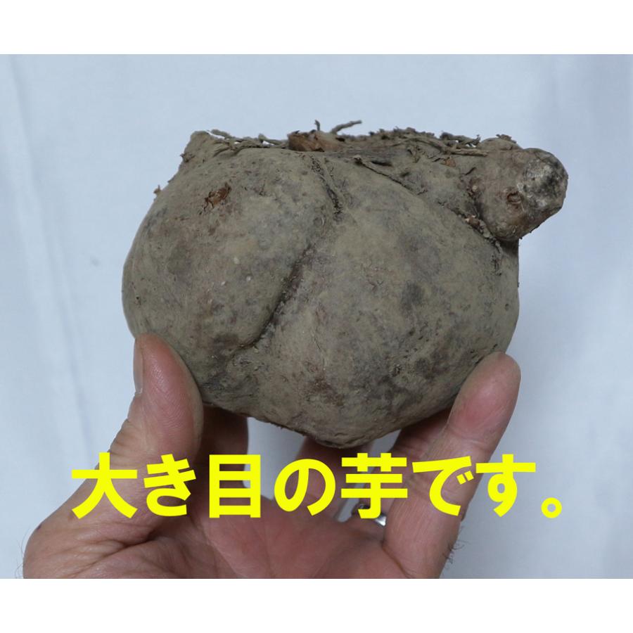 こんにゃく芋 茨城県産土つき 約1kg強(青果) こんにゃくの素1袋(25g)セット