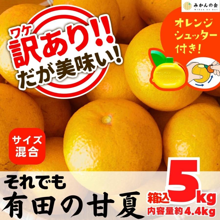 訳あり それでも 甘夏 箱込 5kg 内容量約 4.4kg サイズミックス 和歌山県 産地直送  