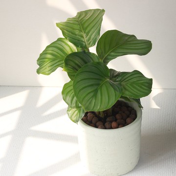 植栽 盆栽 l 青蘋果竹芋 (大盆)  圓柱帶孔透氣水泥盆 室內植物