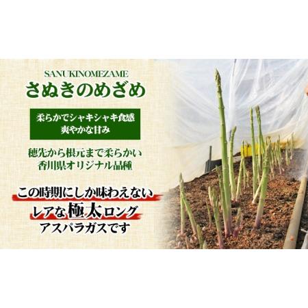 ふるさと納税 極太アスパラガス50cm ロングサイズ 5本 香川県東かがわ市