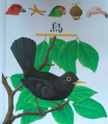 鳥[二手書_良好]
