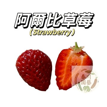 台灣現貨（阿爾比草莓種子CM-15 ）Albion Strawberry小果紅草莓~甜度高不酸~外皮深紅，內偏白