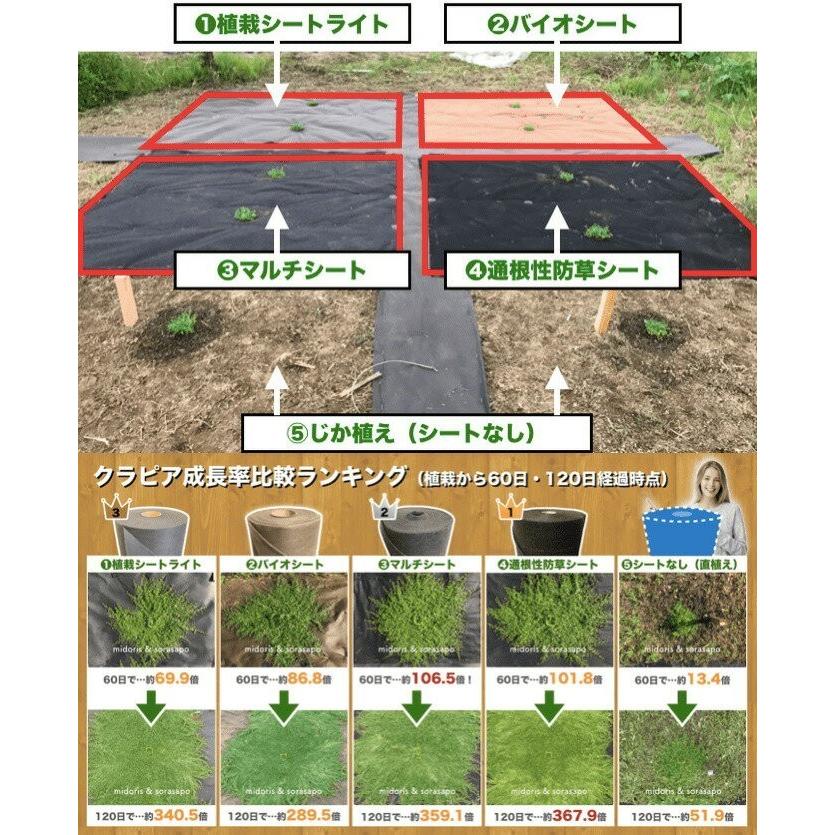 クラピア K5 9cmポット苗 200鉢 有機一発肥料1600gと完全植栽マニュアル付き 雑草対策 グランドカバー