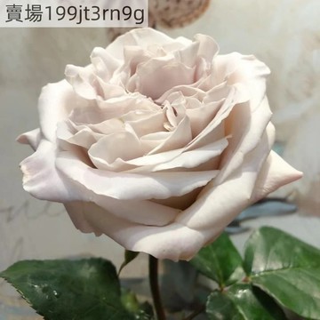 現貨🌹貂蟬玫瑰種子（250粒）2025新種 四季月季種子包對版 多年生可做切花 四季室內外庭院盆栽花卉種子 耐寒易活