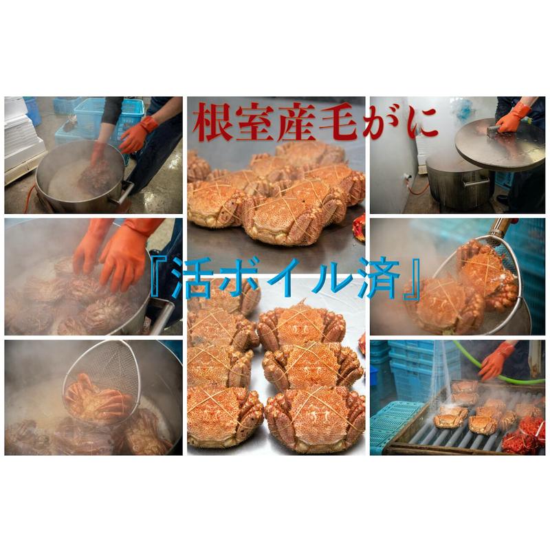 カニ　北海道根室産　堅蟹　活ボイル冷凍毛ガニ　総重量４００g〜５００g 尾　数量限定販売　送料無料