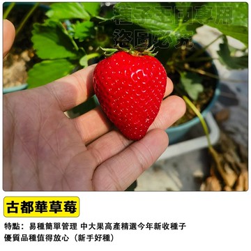 古都華草莓種子 日本品種 四季開花 陽台盆栽 家庭果園 香甜多汁 種子約百粒 室內外可種 栽培簡單 新手推薦 園藝療癒