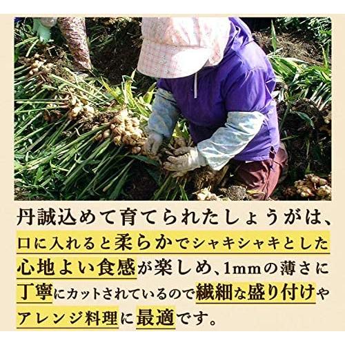 国産黄金生姜使用 寿司ガリ 1Kg×3袋 無着色