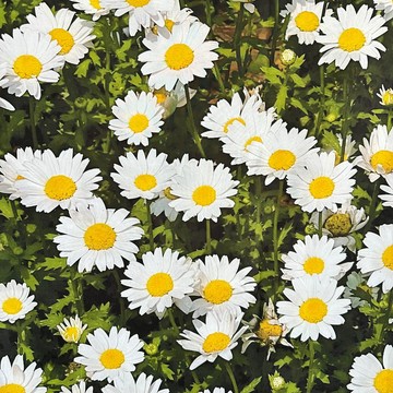 清新小雛菊掛布布幔 沙發蓋布 花朵窗簾門簾 贈送掛環