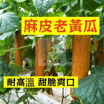 🌱早熟高產（麻皮老黃瓜種子HG-2）春夏秋冬四季可種 低熱量富含水分 纖維質 高產旱黃瓜 家庭小院可種 高產爬藤蔬菜種子