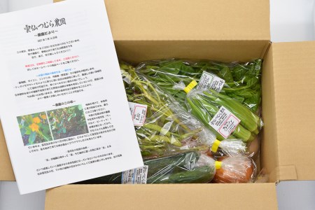 季節の旬野菜セット 6～10品種 詰め合わせ 産地直送   雲仙つむら農園   長崎県雲仙市