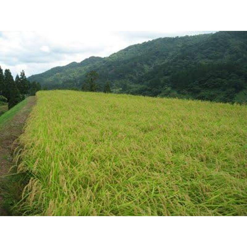 福島県会津喜多方産特別栽培米ミルキークウィーン（玄米5kg ：五分搗き（約1割減）)令和４年産