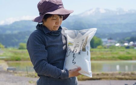 新潟県産特別栽培米『こがねもち』3kg 令和5年産新米 ふっくらモチモチ！ 芳醇な甘い香り 磯貝農場