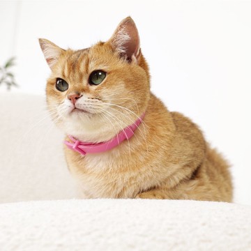 【MPETS】可持續長達 60 天左右 ~貓用鎮靜費洛蒙項圈系列