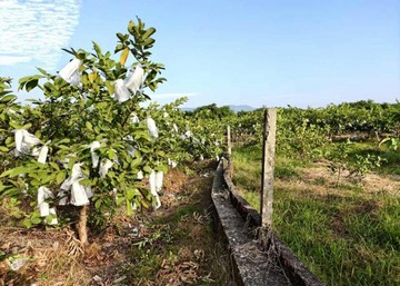 台南市玉井區有水有電7.3分方正農地｜台南市玉井區芒子芒段