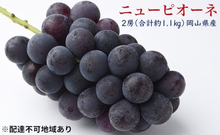 ぶどう 2024年 先行予約 ニュー ピオーネ 2房（合計約1.1kg）化粧箱入り ブドウ 葡萄  岡山県産 国産 フルーツ 果物 ギフト