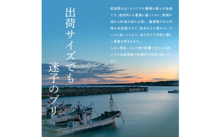 海鮮「ブリの漬け丼の素」1食80g×5P＋「マグロの漬け丼の素」1食80g×5P《迷子のブリを食べて応援 養殖生産業者応援プロジェクト》応援 順次出荷中 惣菜 冷凍 保存食 小分け 高知 海鮮丼 一人暮らし〈高知市共通返礼品〉