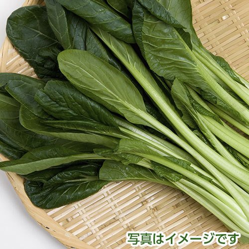 小松菜　１００ｇ