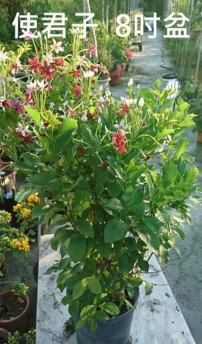 樹苗花苗玫瑰苗水果苗 花花世界 Ppt 004 使君子8寸 Yahoo奇摩超級商城 Line購物