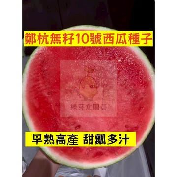 🍉鄭杭無籽10號西瓜種籽 XG-26 薄皮沙瓤 高產不裂瓜 早熟 吊瓜甜度高  四季高產少籽紅瓤西瓜盆栽地栽爬藤水果種子
