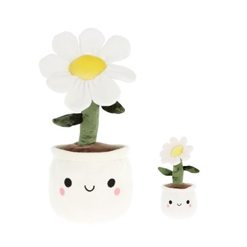 Flower Bobballs Daisy 雛菊盆栽