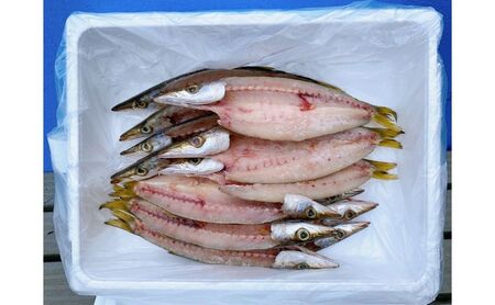 カマスの開き干物15枚セット 冷凍 ひらき カマス かます さかな 魚 海鮮 バーベキュー BBQ アウトドア ギフト 子供 おつまみ おかず ごはん 贈答 プレゼント 開き ひもの 干物