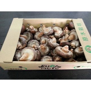 九州産　原木生椎茸１ｋｇ