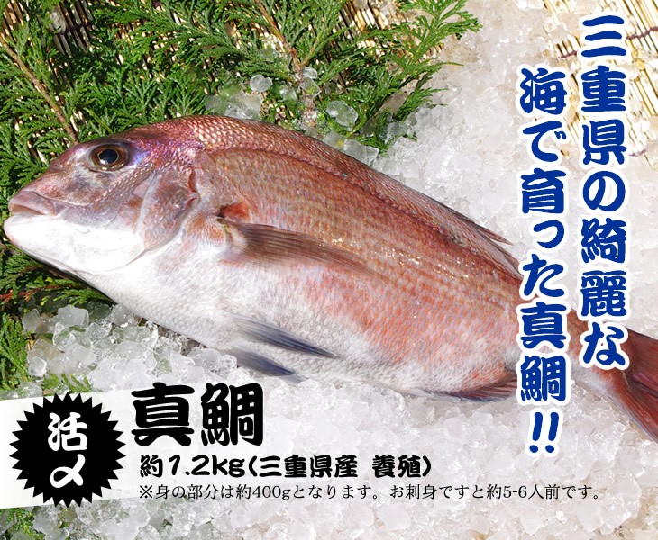 活〆 真鯛 １枚 約1 2ｋｇ 三重県産 養殖 通販 Lineポイント最大5 0 Get Lineショッピング